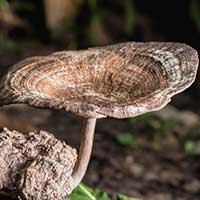 Tiger Milk Mushroom